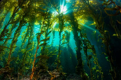 Fall - the BEST time to go diving! 