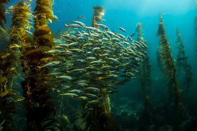 Winter Scuba Diving in California: A Hidden Gem for Biodiversity