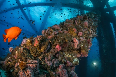 ​Diving the Oil Rigs in Southern California: A Unique Underwater Adventure