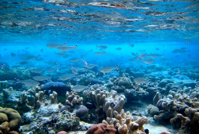 Preserving Our Oceans: The Vitality of Marine Protected Areas for Humans and Marine Organisms