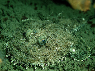 Weird and Creepy Fish- Not Politicians.