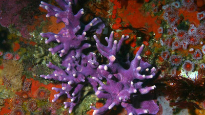 The Science Behind California’s Vibrant Purple Hydra Coral: A Diver’s Guide