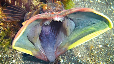  The Sarcastic Fringehead