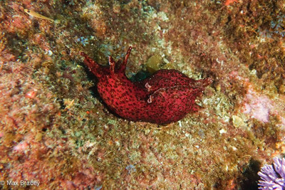 ​California Sea Hare