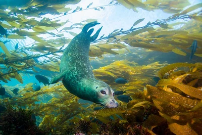 Discover the Hidden Worlds of Anacapa Island: Your Southern California Dive Adventure Awaits!