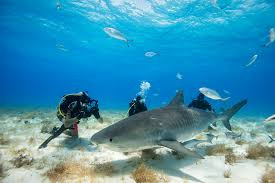 Sharks: Are They Really Dangerous?