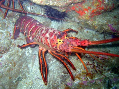 Lobster Season in California 2024