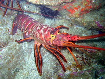 Lobster Season in California 2024