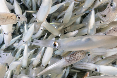 The Redondo Beach Squid Run is Coming