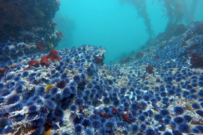 The Fascinating World of Sea Urchins and Their Impact on California's Marine Ecosystem