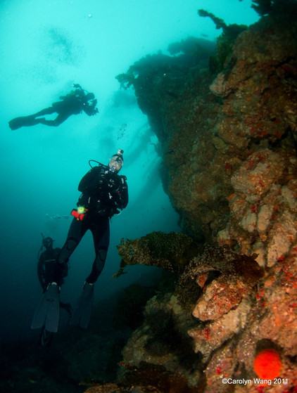 Famous Farnsworth Pinnacle's, Wall and Upper Reef at Backside Catalina Island, California. Top Rated CA Dive Site