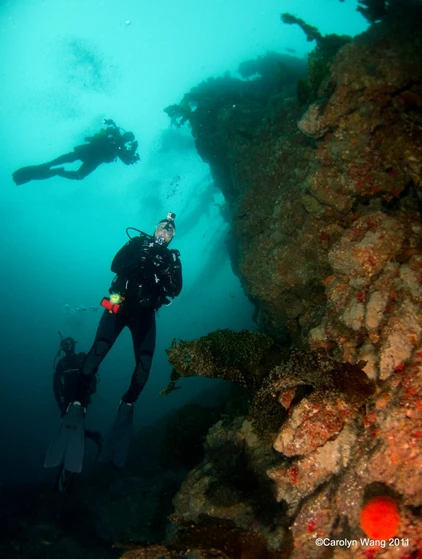 Famous Farnsworth Pinnacle's, Wall and Upper Reef at Backside Catalina Island, California. Top Rated CA Dive Site