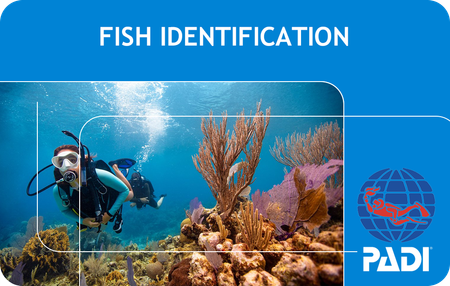 PADI Fish Identification Course with Boat Ticket