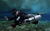 Sidemount Diver Certification Course with Island Boat Ticket
