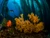 Blue Caverns Catalina Island - Shipwreck diving the Midnight hour off the coast of Catalina California
