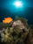 Blue Caverns Catalina Island - Shipwreck diving the Midnight hour off the coast of Catalina California