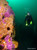Famous Farnsworth Pinnacle's, Wall and Upper Reef at Backside Catalina Island, California. Top Rated CA Dive Site