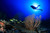 GoPro Hero 13 Black Action Camera (GP-CHDHX-131-TH) No Sales Tax & FREE Shipping - On sale at Los Angeles dive center