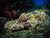 Coral Reefs