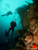 Famous Farnsworth Pinnacle's, Wall and Upper Reef at Backside Catalina Island, California. Top Rated CA Dive Site