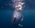 Famous Farnsworth Pinnacle's, Wall and Upper Reef at Backside Catalina Island, California. Top Rated CA Dive Site