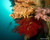 Farnsworth Pinnacle, Farnsworth Wall and Farnsworth Upper Reef at Backside Catalina Island, California. Top Rated CA Dive Site