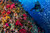 Land and Sea Guided Adventure - Best Dive Trip and Expedition with Eco Dive Center in Los Angeles