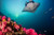 Land and Sea Guided Adventure - Best Dive Trip and Expedition with Eco Dive Center in Los Angeles