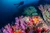 Bali Land and Sea Guided Adventure - Beautiful coral Reefs