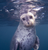 Sea Lion in Southern California Sea