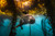 Sea Lion in Southern California Sea