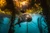 Majestic Sea Lion