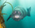 Beautiful Sea  Lion