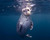 Famous Blue Cavern, and Ship Rock Reef at Frontside Catalina Island, California. Top-Rated CA Dive Site

