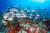 Cozumel Scuba Adventure - Marine Life