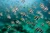 Massive schools of fish
