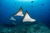 Dive with Manta Rays