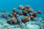 Massive schools of fish