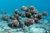 Massive schools of fish