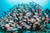 Massive schools of fish