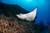 Dive with Manta Rays