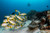 Massive schools of fish