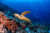 Dive with turtles