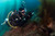 Famous Farnsworth Pinnacle's, Wall and Upper Reef at Backside Catalina Island, California. Top Rated CA Dive Site