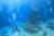 June Specialty Weekend 6/27 2026 - Wreck Diver Specialty Certification - Boat Ticket Included