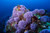 Famous Farnsworth Pinnacle's, Wall and Upper Reef at Backside Catalina Island, California. Top Rated CA Dive Site