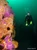 Famous Farnsworth Pinnacle's, Wall and Upper Reef at Backside Catalina Island, California. Top Rated CA Dive Site