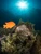 Famous Farnsworth Pinnacle's, Wall and Upper Reef at Backside Catalina Island, California. Top Rated CA Dive Site