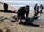 PADI or SDI Rescue Diver Certification Course in Los Angeles Southern California Dive PADI locator