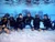 PADI or SDI Rescue Diver Certification Course in Los Angeles Southern California Dive PADI locator